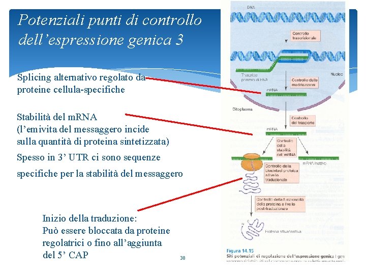 Potenziali punti di controllo dell’espressione genica 3 Splicing alternativo regolato da proteine cellula-specifiche Stabilità