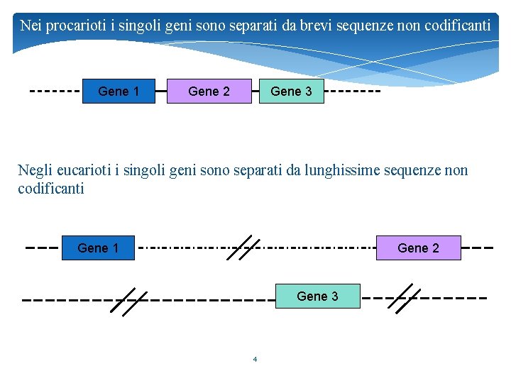 Nei procarioti i singoli geni sono separati da brevi sequenze non codificanti Gene 1