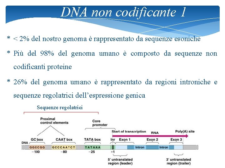 DNA non codificante 1 * < 2% del nostro genoma è rappresentato da sequenze