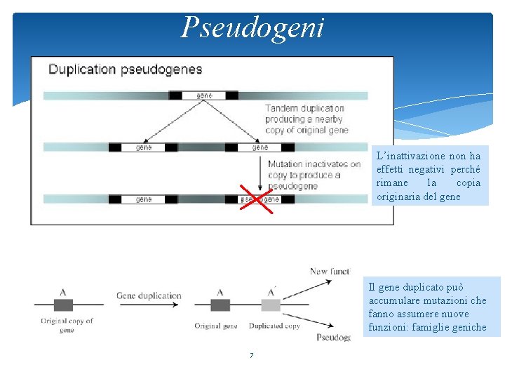 Pseudogeni L’inattivazione non ha effetti negativi perché rimane la copia originaria del gene Il