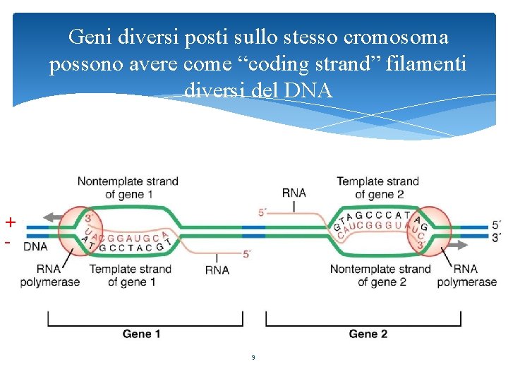Geni diversi posti sullo stesso cromosoma possono avere come “coding strand” filamenti diversi del