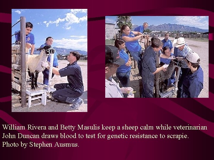 William Rivera and Betty Masulis keep a sheep calm while veterinarian John Duncan draws