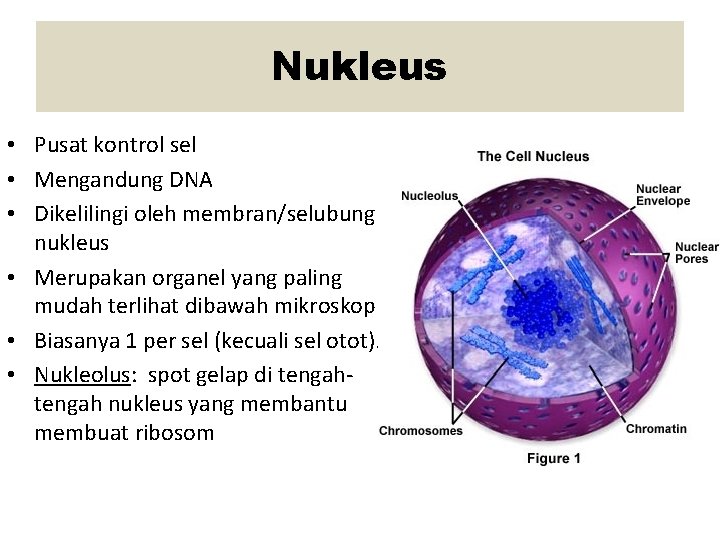 Nukleus • Pusat kontrol sel • Mengandung DNA • Dikelilingi oleh membran/selubung nukleus •