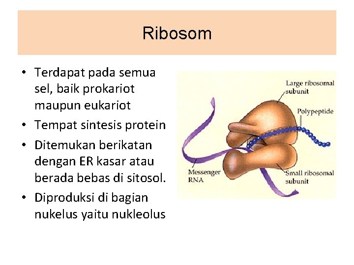 Ribosom • Terdapat pada semua sel, baik prokariot maupun eukariot • Tempat sintesis protein