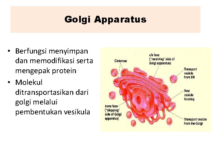 Golgi Apparatus • Berfungsi menyimpan dan memodifikasi serta mengepak protein • Molekul ditransportasikan dari