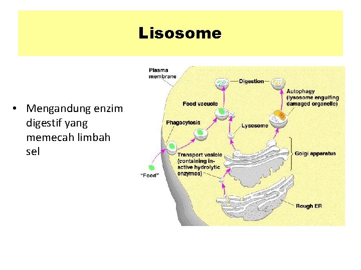 Lisosome • Mengandung enzim digestif yang memecah limbah sel 