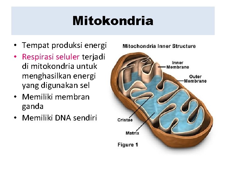 Mitokondria • Tempat produksi energi • Respirasi seluler terjadi di mitokondria untuk menghasilkan energi