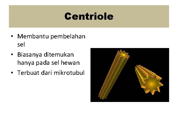 Centriole • Membantu pembelahan sel • Biasanya ditemukan hanya pada sel hewan • Terbuat