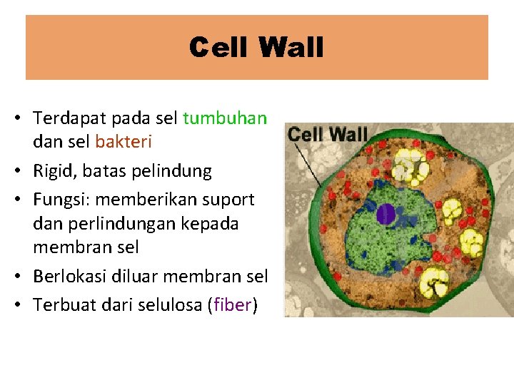 Cell Wall • Terdapat pada sel tumbuhan dan sel bakteri • Rigid, batas pelindung