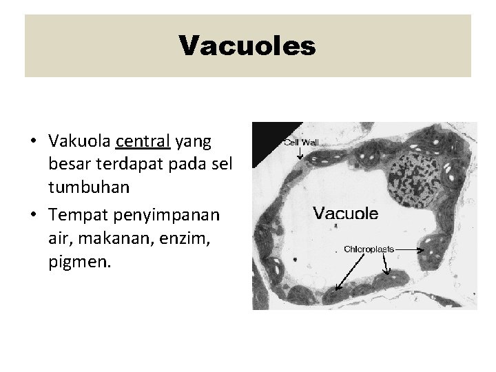 Vacuoles • Vakuola central yang besar terdapat pada sel tumbuhan • Tempat penyimpanan air,