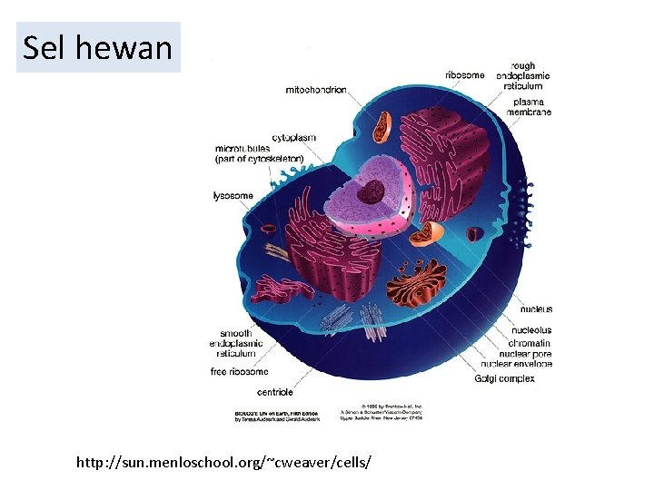 Sel hewan http: //sun. menloschool. org/~cweaver/cells/ 