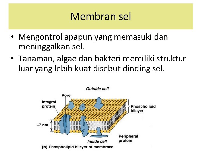 Membran sel • Mengontrol apapun yang memasuki dan meninggalkan sel. • Tanaman, algae dan