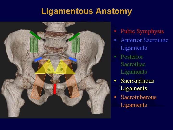 Ligamentous Anatomy • Pubic Symphysis • Anterior Sacroiliac Ligaments • Posterior Sacroiliac Ligaments •