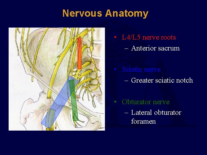 Nervous Anatomy • L 4/L 5 nerve roots – Anterior sacrum • Sciatic nerve