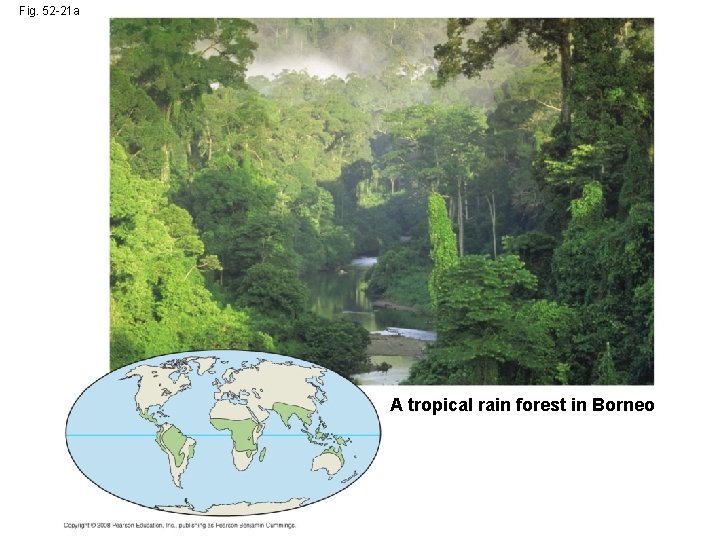 Fig. 52 -21 a A tropical rain forest in Borneo 