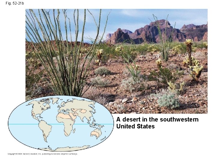 Fig. 52 -21 b A desert in the southwestern United States 