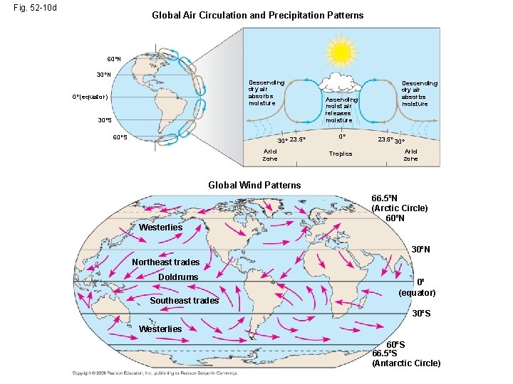 Fig. 52 -10 d Global Air Circulation and Precipitation Patterns 60ºN 30ºN Descending dry