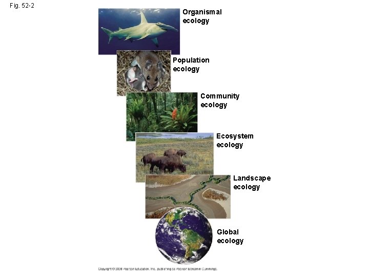 Fig. 52 -2 Organismal ecology Population ecology Community ecology Ecosystem ecology Landscape ecology Global