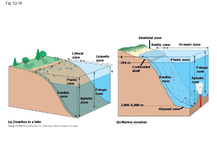 Fig. 52 -16 Intertidal zone Oceanic zone Neritic zone Littoral zone Limnetic zone 0