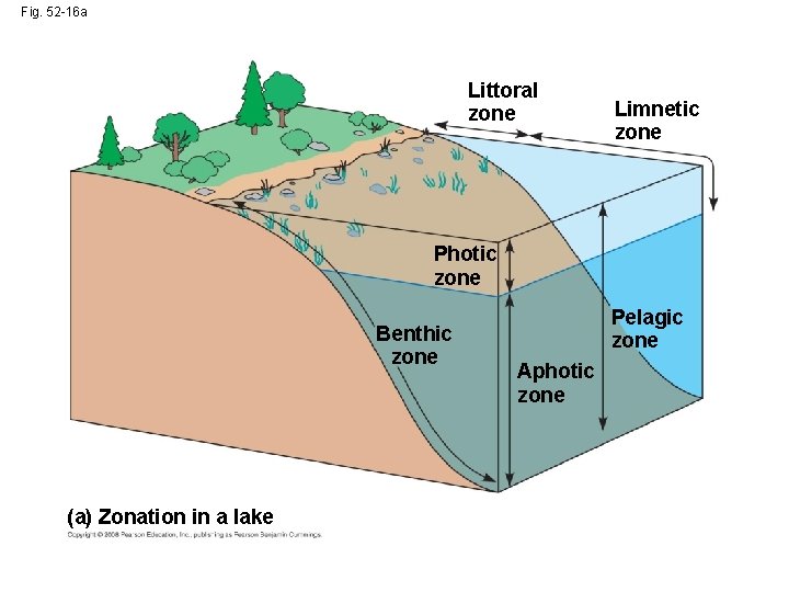 Fig. 52 -16 a Littoral zone Limnetic zone Photic zone Benthic zone (a) Zonation