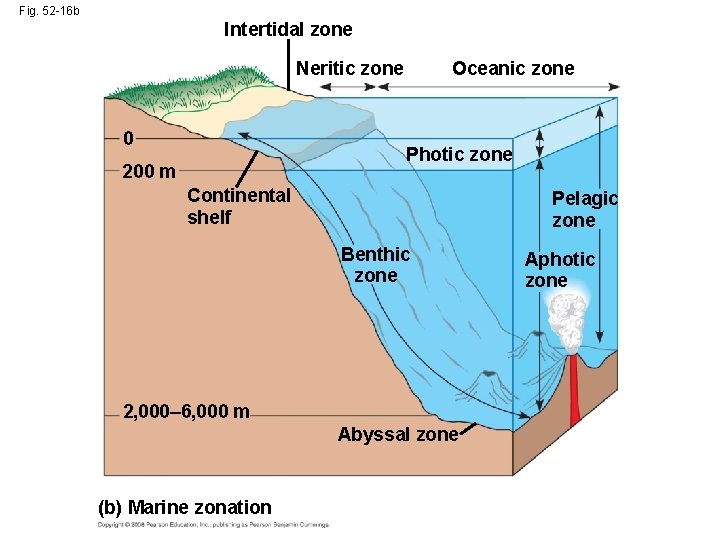 Fig. 52 -16 b Intertidal zone Neritic zone 0 Oceanic zone Photic zone 200