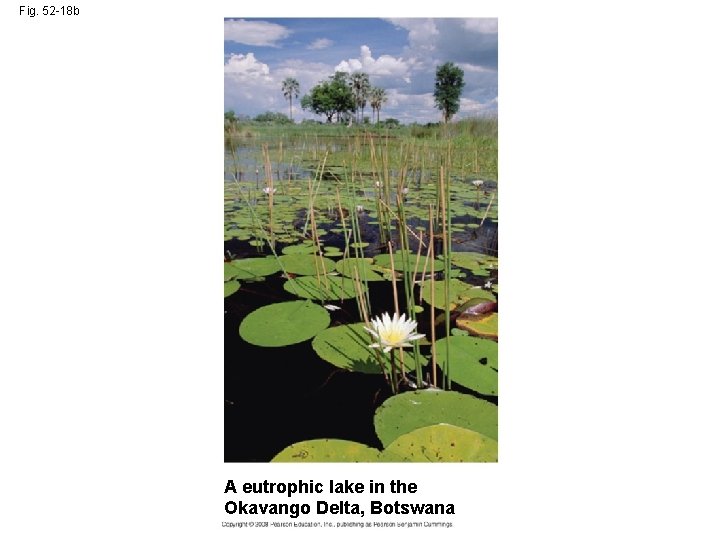 Fig. 52 -18 b A eutrophic lake in the Okavango Delta, Botswana 