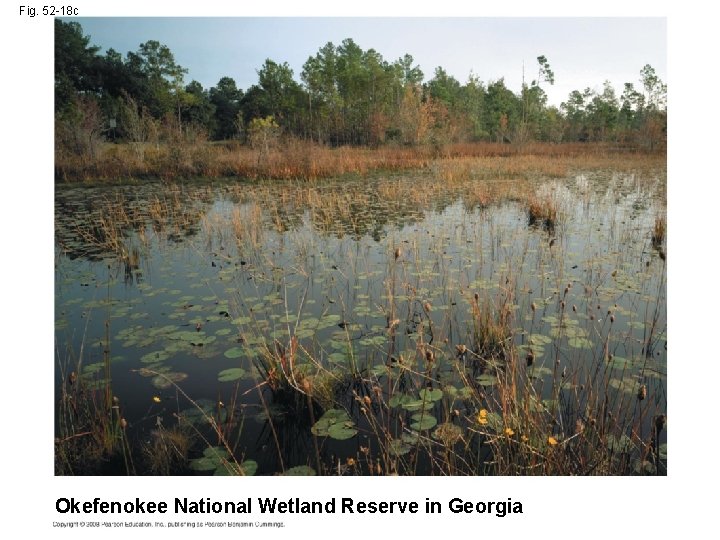 Fig. 52 -18 c Okefenokee National Wetland Reserve in Georgia 