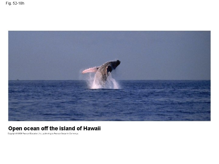 Fig. 52 -18 h Open ocean off the island of Hawaii 
