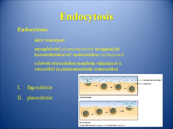 Endocytosis: aktiv transzport anyagfelvétel plazmamembrán invaginációk közreműködésével: endocitotikus vezikulumok a felvett részecskéket membrán választja