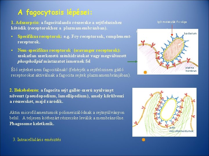 A fagocytosis lépései: 1. Adszorpció: a fagocitálandó részecske a sejtfelszínhez kötődik (receptorokhoz a plazmamembránban).