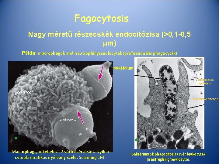 Fagocytosis Nagy méretű részecskék endocitózisa (>0, 1 -0, 5 μm) Példa: macrophagok and neutrophil
