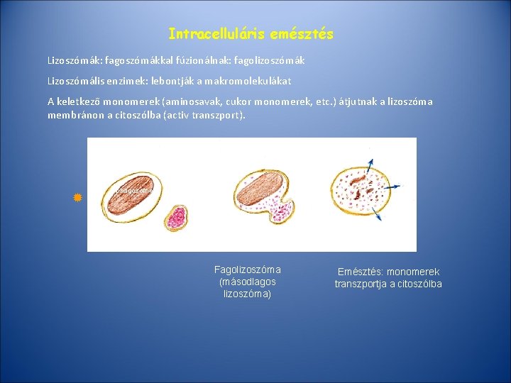 Intracelluláris emésztés Lizoszómák: fagoszómákkal fúzionálnak: fagolizoszómák Lizoszómális enzimek: lebontják a makromolekulákat A keletkező monomerek