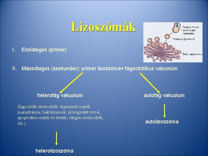 Lizoszómák I. Elsődleges (primer) II. Másodlagos (szekunder): primer lizoszóma+ fagocitotikus vakuolum heterofág vakuolum (fagocitált