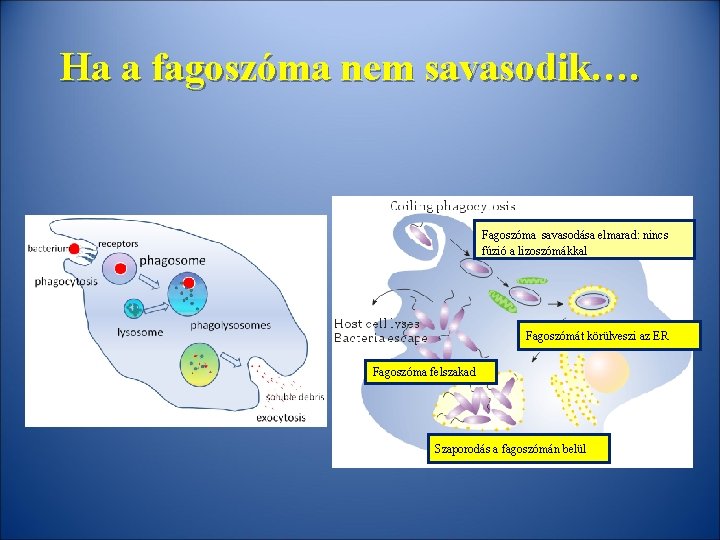 Ha a fagoszóma nem savasodik…. Fagoszóma savasodása elmarad: nincs fúzió a lizoszómákkal Fagoszómát körülveszi