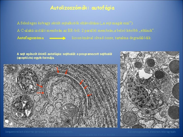 Autolizoszómák: autofágia A felesleges és/vagy sérült sejtalkotók eltávolítása („a sejt magát eszi”). A C-alakú