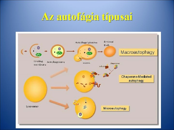 Az autofágia típusai 