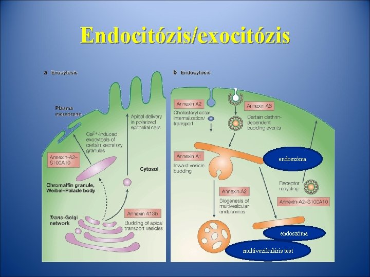 Endocitózis/exocitózis endoszóma multivezikuláris test 