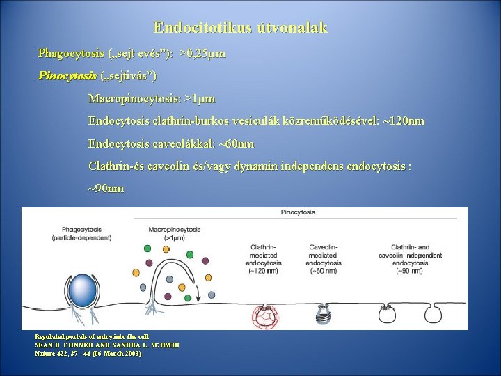 Endocitotikus útvonalak Phagocytosis („sejt evés”): >0, 25µm Pinocytosis („sejtivás”) Macropinocytosis: >1µm Endocytosis clathrin-burkos vesiculák