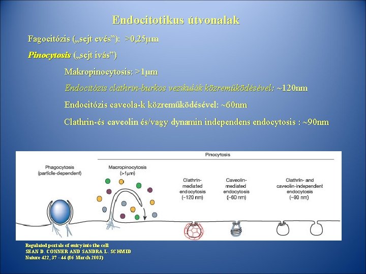 Endocitotikus útvonalak Fagocitózis („sejt evés”): >0, 25µm Pinocytosis („sejt ivás”) Makropinocytosis: >1µm Endocitózis clathrin-burkos