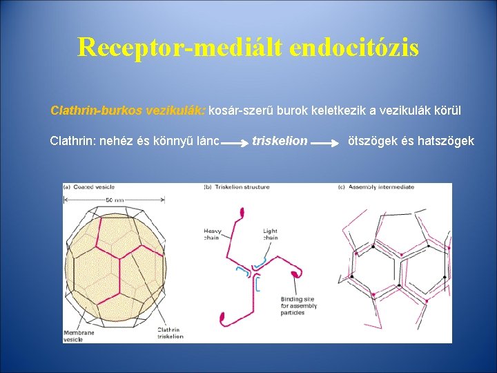 Receptor-mediált endocitózis Clathrin-burkos vezikulák: kosár-szerű burok keletkezik a vezikulák körül Clathrin: nehéz és könnyű