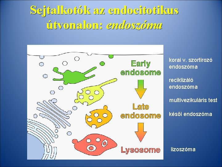 Sejtalkotók az endocitotikus útvonalon: endoszóma korai v. szortirozó endoszóma reciklizáló endoszóma multivezikuláris test késői