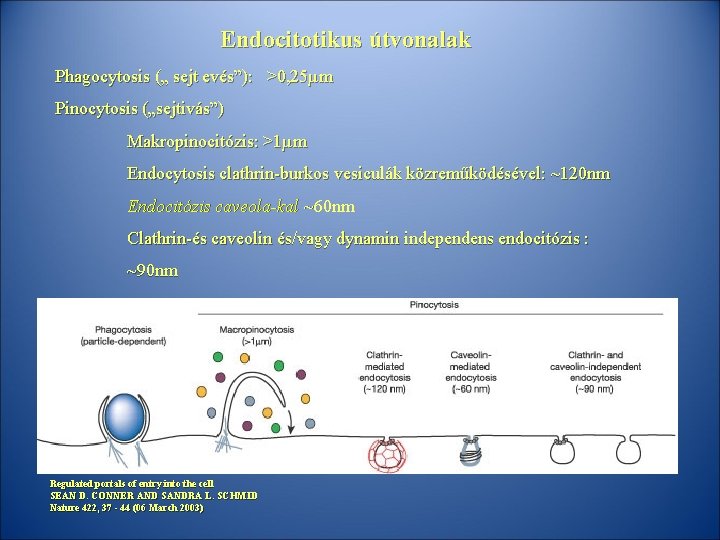 Endocitotikus útvonalak Phagocytosis („ sejt evés”): >0, 25µm Pinocytosis („sejtivás”) Makropinocitózis: >1µm Endocytosis clathrin-burkos