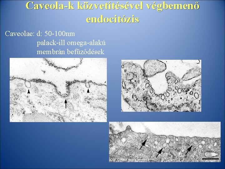 Caveola-k közvetítésével végbemenő endocitózis Caveolae: d: 50 -100 nm palack-ill omega-alakú membrán befűződések Dr