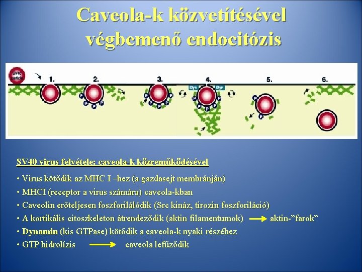 Caveola-k közvetítésével végbemenő endocitózis SV 40 virus felvétele: caveola-k közreműködésével • Virus kötődik az