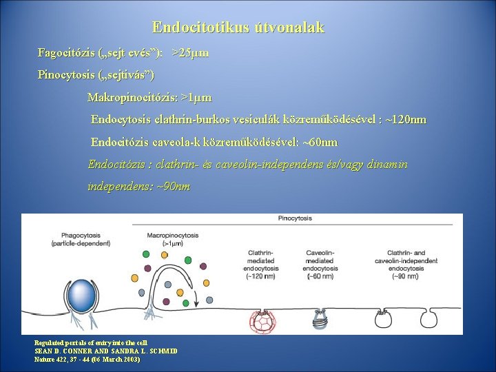 Endocitotikus útvonalak Fagocitózis („sejt evés”): >25µm Pinocytosis („sejtivás”) Makropinocitózis: >1µm Endocytosis clathrin-burkos vesiculák közreműködésével