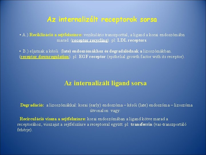 Az internalizált receptorok sorsa • A. ) Reciklizáció a sejtfelszínre: vezikuláris transzporttal, a ligand