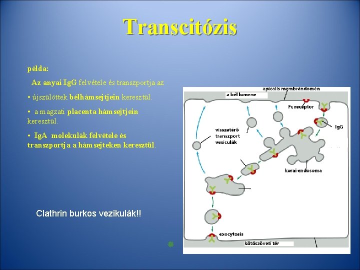 Transcitózis példa: Az anyai Ig. G felvétele és transzportja az • újszülöttek bélhámsejtjein keresztül.