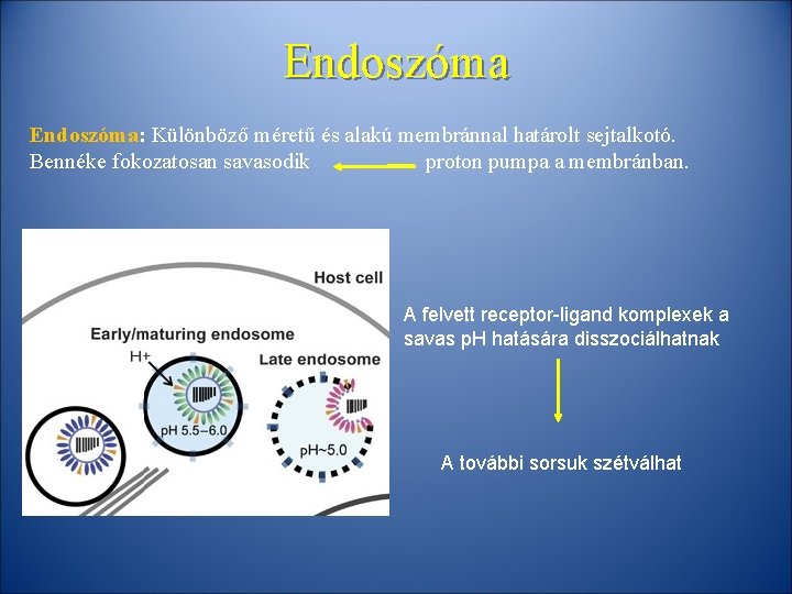 Endoszóma: Különböző méretű és alakú membránnal határolt sejtalkotó. Bennéke fokozatosan savasodik proton pumpa a