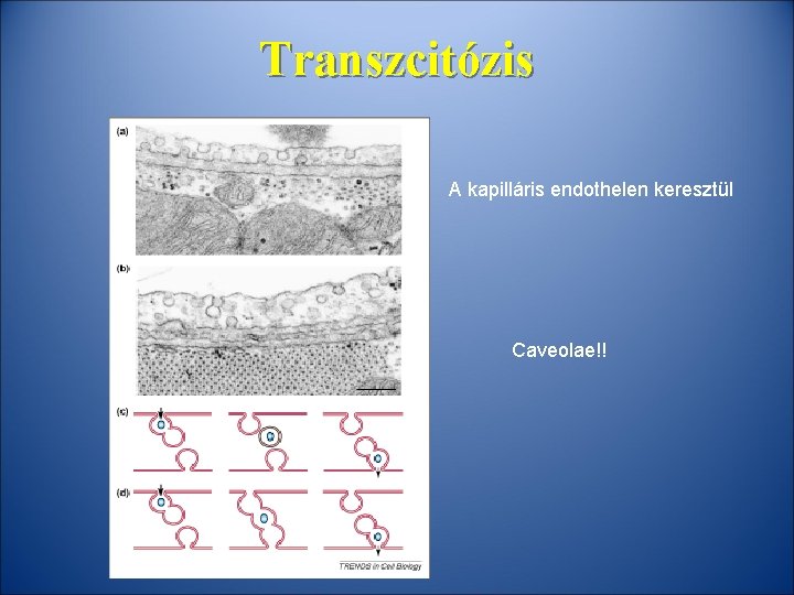 Transzcitózis A kapilláris endothelen keresztül Caveolae!! 