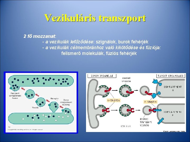 Vezikuláris transzport 2 fő mozzanat: - a vezikulák lefűződése: szignálok, burok fehérjék - a